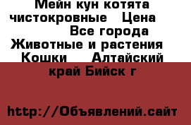 Мейн-кун котята чистокровные › Цена ­ 25 000 - Все города Животные и растения » Кошки   . Алтайский край,Бийск г.